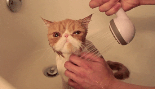 New trending GIF tagged cat no via http…