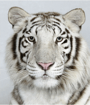 white tiger gif