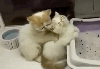 Cute-animals-blog GIFs - Get the best GIF on GIPHY