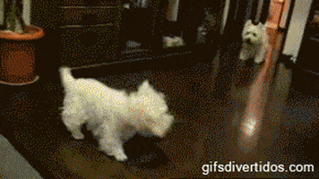http://media4.giphy.com/media/CDJejavkFRsPe/200.gif