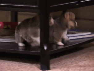 HELLO, YES THIS IS A GIF - Animal Gifs - gifs - funny animals - funny gifs