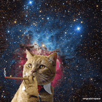 this weeks cats in space