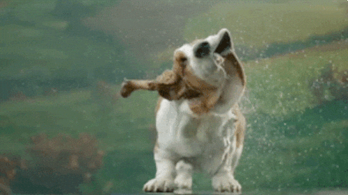 New trending GIF tagged funny animals dog water…