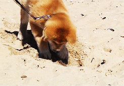 L'akita inu et mon expérience personnelle
