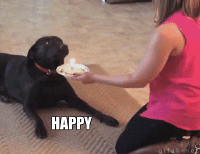 New trending GIF tagged dog birthday happy birthday…