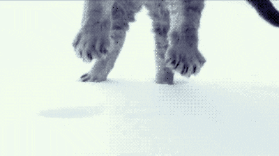 New trending GIF tagged cat funny dancing mash…