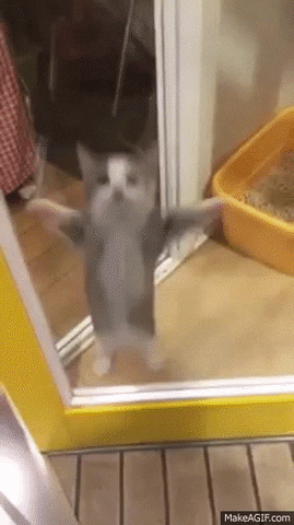 excited cat reaction gif