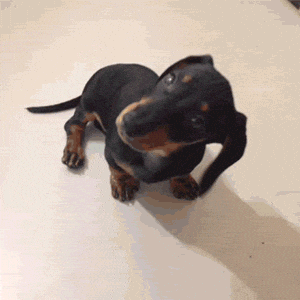 Confused Dog GIF - Find & Share on GIPHY