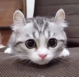 Cat-in-the-office GIFs - Get the best GIF on GIPHY