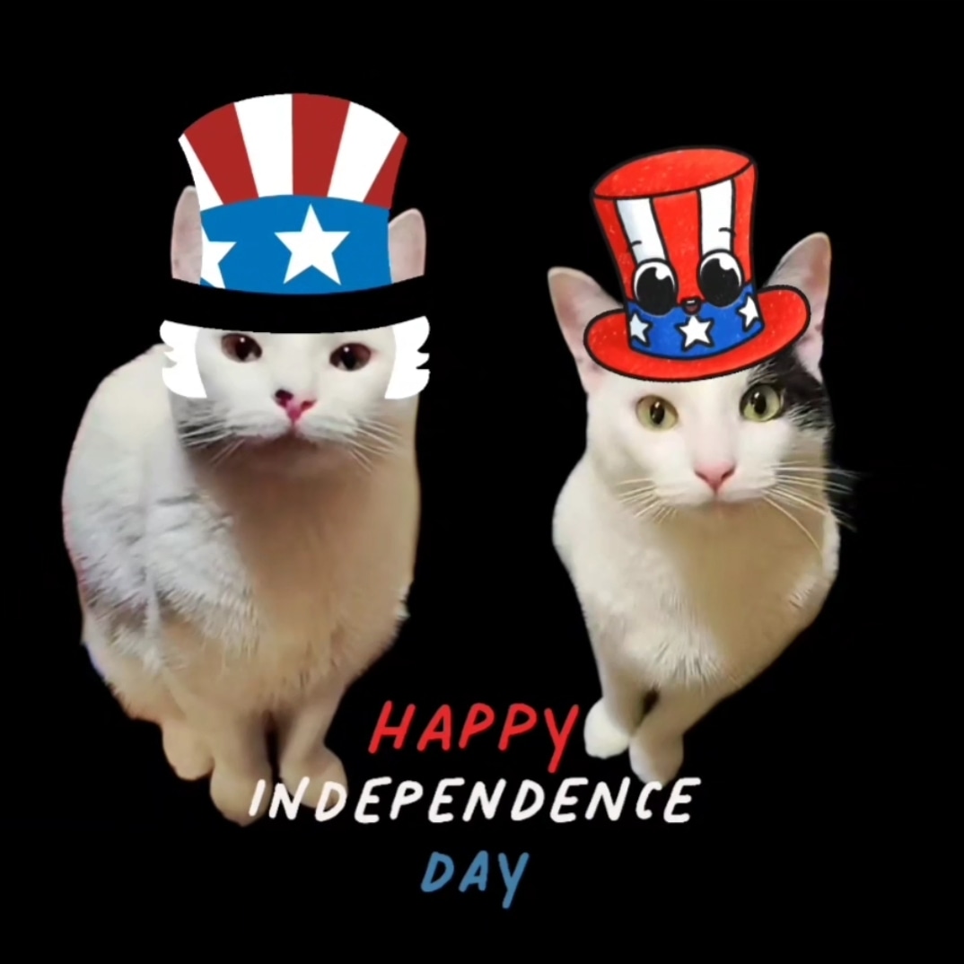 Happy 4th Of July Cat GIFs - Find & Share on GIPHY