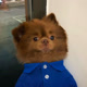 Bertie The Pom Avatar