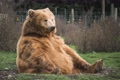 contentbaer