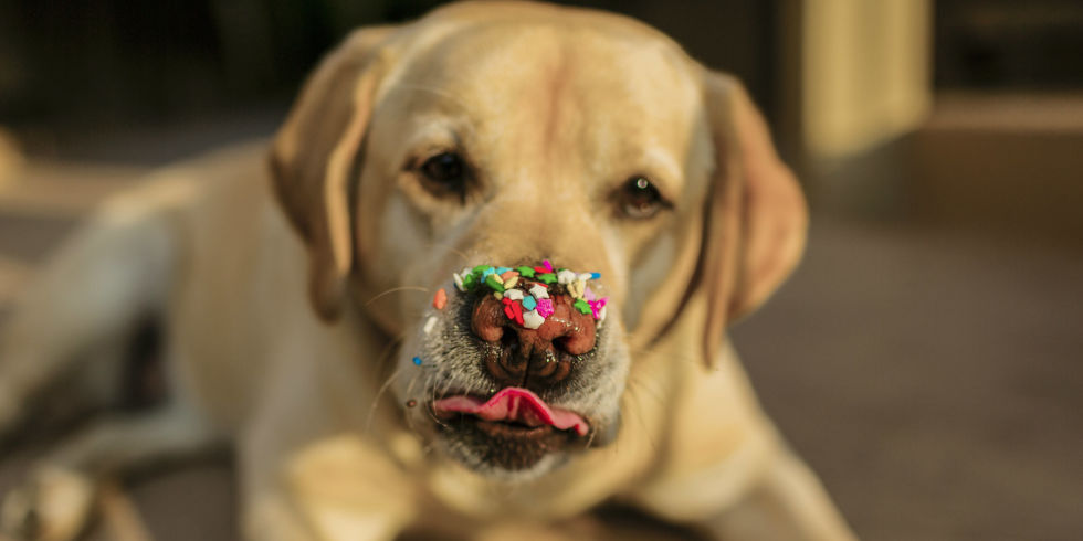 Giphy profile picture for @labrador