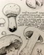 mycelarium