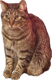 puddlecast