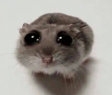Cry Crying GIF by Sad Hamster - Find & Share on GIPHY