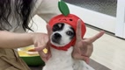 sina_project_
