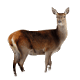 zumgoldenenHirschen