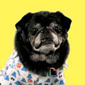Giphy profile picture for @reactions