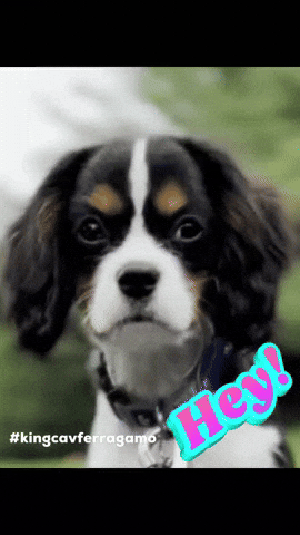 Hi GIF