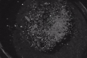 沙丘之女 GIF