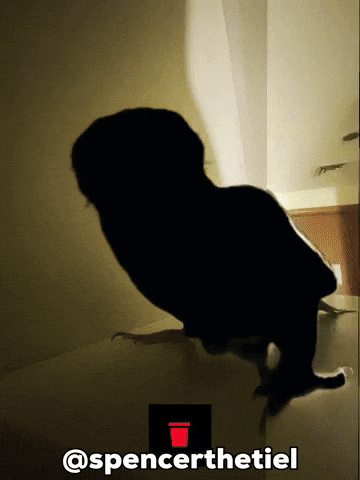 Instagram Bird GIF