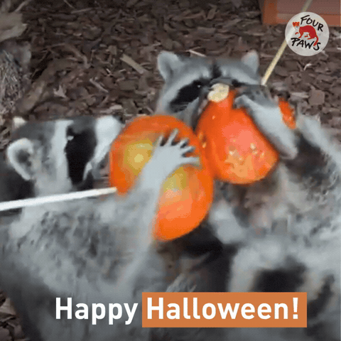 Halloween Pumpkin GIF by FOUR PAWS