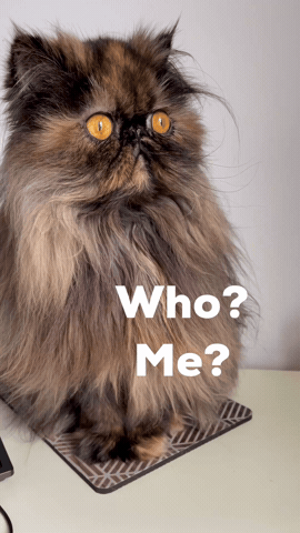 Who Me GIF