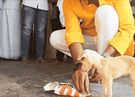 Dog Love GIF