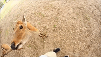Naughty Deer Doesn't Want to Share Biscuits