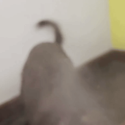 Chandelle Cachorro Dog Pet Mad Bravo GIF