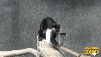 Family Monkey GIF by Brookfield Zoo
