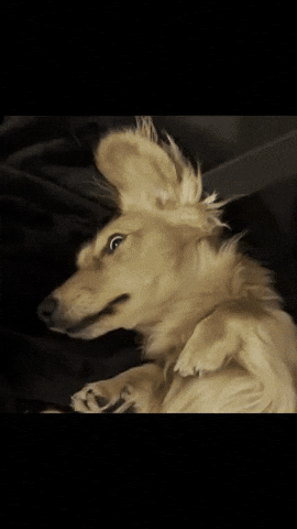 The Horrors Wtf GIF