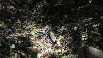 Asiaone GIF