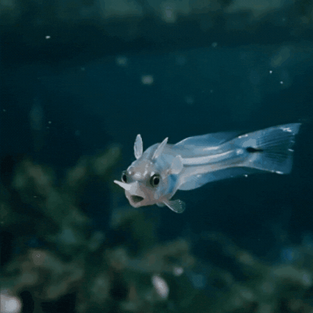 Fish Run Away GIF
