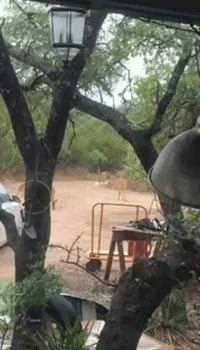 Deer Prances in Puddle After Rain Finally Hits Texas