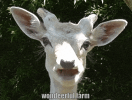 White Deer GIF by Wondeerful farm