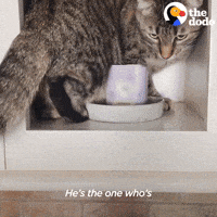 Very Angry Cat on Make a GIF