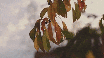 MAYALIANL GIF