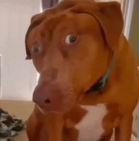 Shocked Dog GIF
