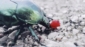 Insect Eating GIF