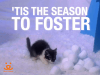 'Tis The Season To Foster