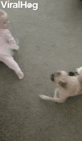 Dog GIF by ViralHog