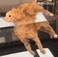 Cat Swimming GIF