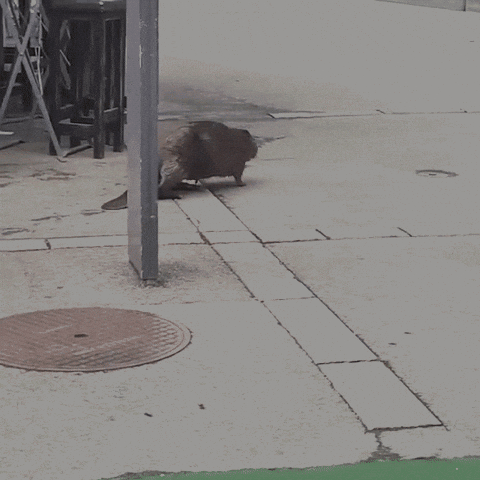 Beaver Thunersee GIF by Stadt Thun