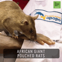 Giant Rat Mouse GIF by 60 Second Docs