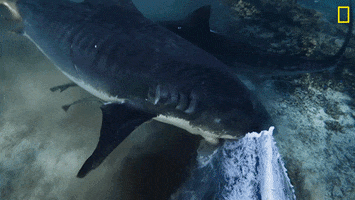 Hungry Nat Geo GIF by National Geographic Channel
