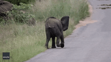 Elephant Funny Animals GIF by Storyful