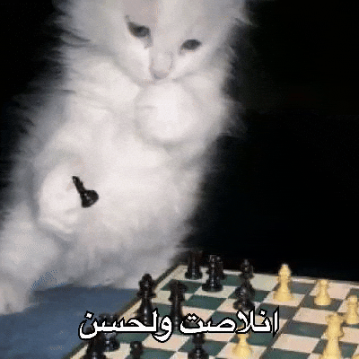 Cat Boo GIF by Bashar