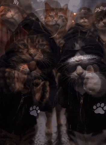 Katze Kedi Cat Lustig Komik Haha Bugün GIF